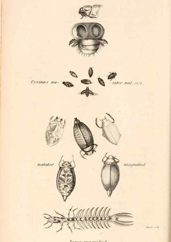 Reproducción/Reproduction 49827514372: General zoology, or Systematic natural history. London,Printed for G. Kearsley,1800-1826.. 