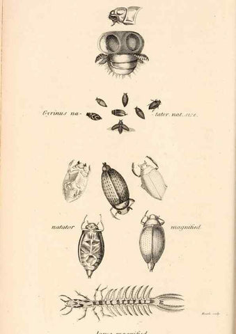 Reproducción/Reproduction 49827514372: General zoology, or Systematic natural history. London,Printed for G. Kearsley,1800-1826.. 