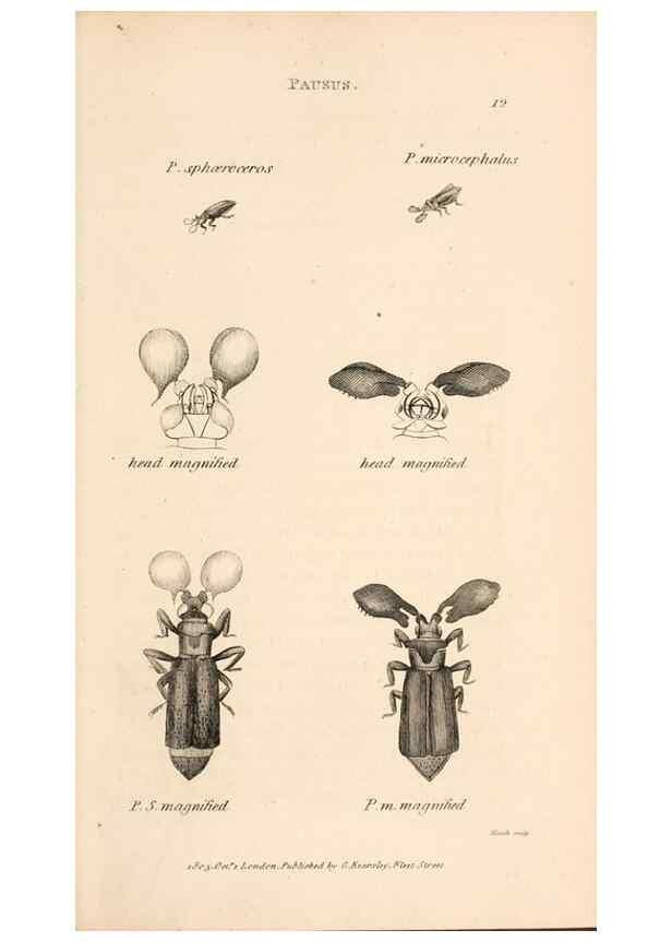 Reproducción/Reproduction 49827514667: General zoology, or Systematic natural history. London,Printed for G. Kearsley,1800-1826.. 