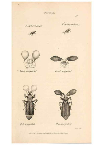 Reproducción/Reproduction 49827514667: General zoology, or Systematic natural history. London,Printed for G. Kearsley,1800-1826.. 