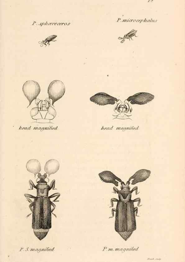 Reproducción/Reproduction 49827514667: General zoology, or Systematic natural history. London,Printed for G. Kearsley,1800-1826.. 