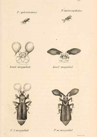 Reproducción/Reproduction 49827514667: General zoology, or Systematic natural history. London,Printed for G. Kearsley,1800-1826.. 