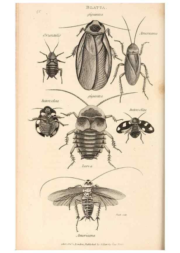 Reproducción/Reproduction 49827524422: General zoology, or Systematic natural history. London,Printed for G. Kearsley,1800-1826.. 