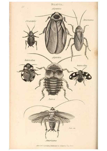 Reproducción/Reproduction 49827524422: General zoology, or Systematic natural history. London,Printed for G. Kearsley,1800-1826.. 