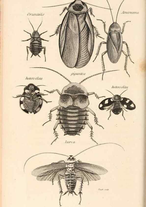 Reproducción/Reproduction 49827524422: General zoology, or Systematic natural history. London,Printed for G. Kearsley,1800-1826.. 