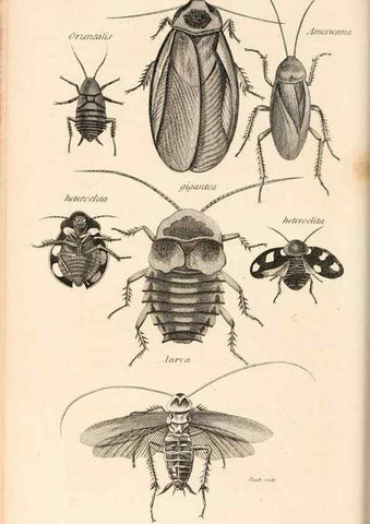 Reproducción/Reproduction 49827524422: General zoology, or Systematic natural history. London,Printed for G. Kearsley,1800-1826.. 