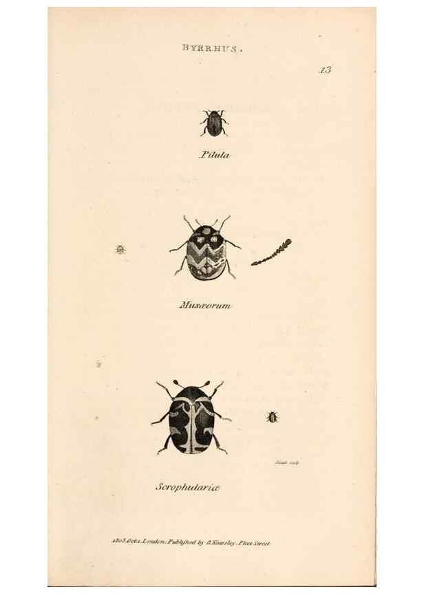 Reproducción/Reproduction 49827515007: General zoology, or Systematic natural history. London,Printed for G. Kearsley,1800-1826.. 