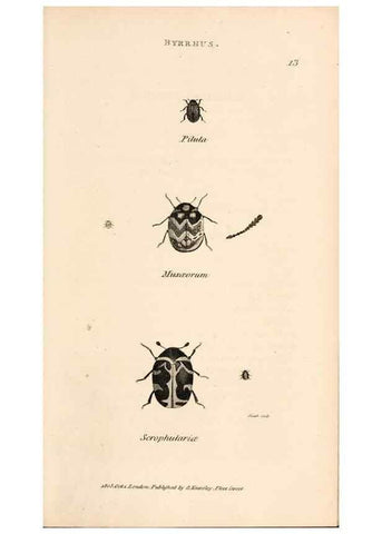Reproducción/Reproduction 49827515007: General zoology, or Systematic natural history. London,Printed for G. Kearsley,1800-1826.. 
