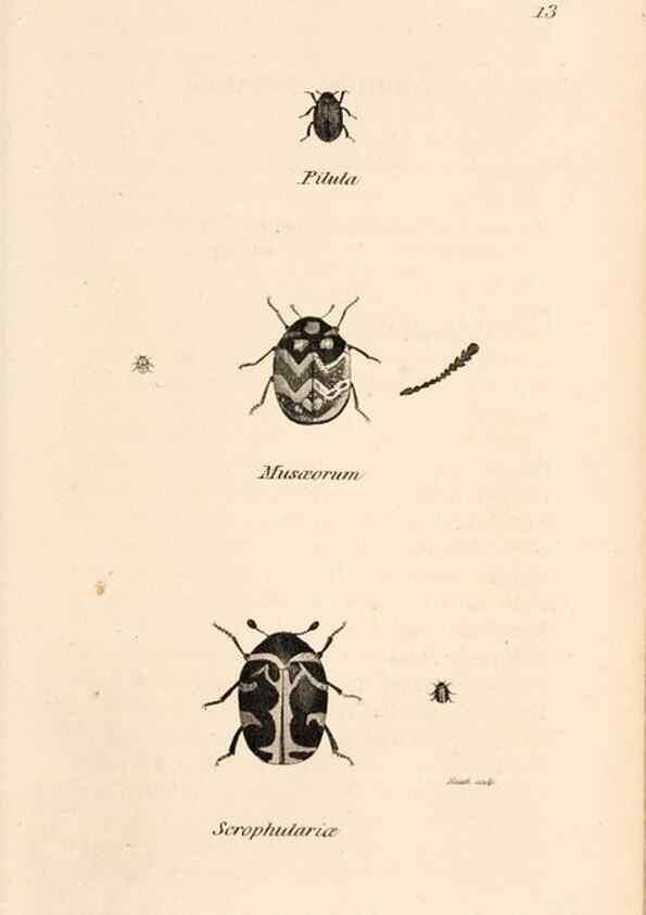 Reproducción/Reproduction 49827515007: General zoology, or Systematic natural history. London,Printed for G. Kearsley,1800-1826.. 
