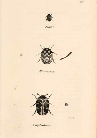 Reproducción/Reproduction 49827515007: General zoology, or Systematic natural history. London,Printed for G. Kearsley,1800-1826.. 