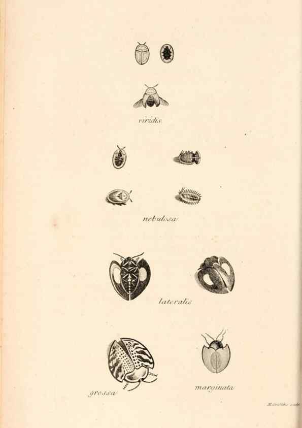 Reproducción/Reproduction 49827515742: General zoology, or Systematic natural history. London,Printed for G. Kearsley,1800-1826.. 