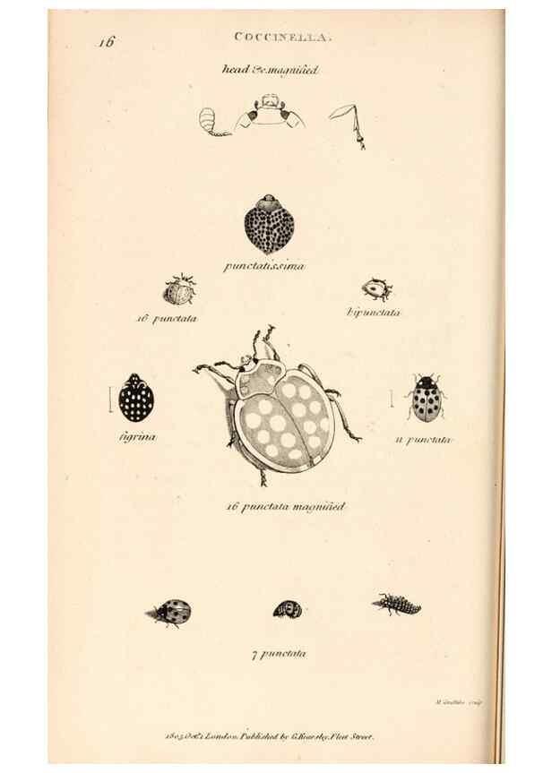 Reproducción/Reproduction 49827202046: General zoology, or Systematic natural history. London,Printed for G. Kearsley,1800-1826.. 