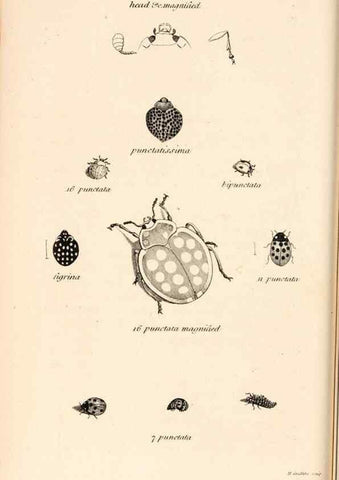 Reproducción/Reproduction 49827202046: General zoology, or Systematic natural history. London,Printed for G. Kearsley,1800-1826.. 