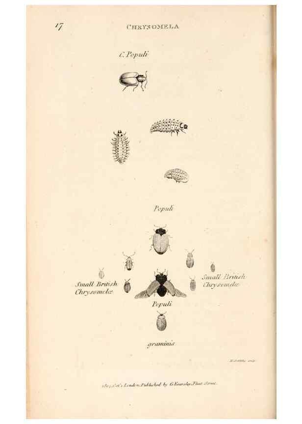 Reproducción/Reproduction 49827516537: General zoology, or Systematic natural history. London,Printed for G. Kearsley,1800-1826.. 