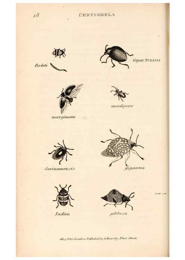 Reproducción/Reproduction 49827202766: General zoology, or Systematic natural history. London,Printed for G. Kearsley,1800-1826.. 