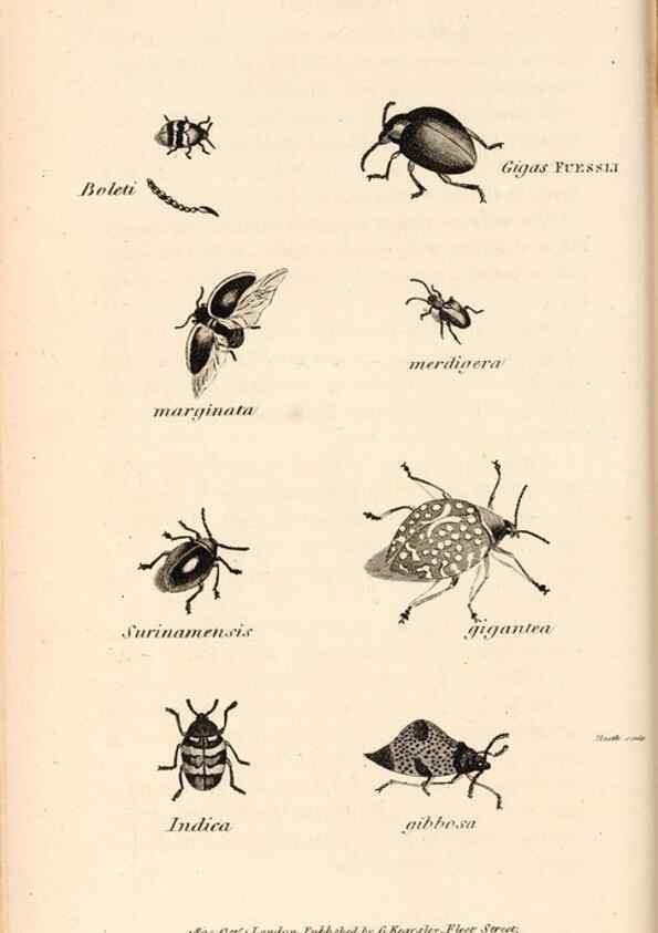 Reproducción/Reproduction 49827202766: General zoology, or Systematic natural history. London,Printed for G. Kearsley,1800-1826.. 