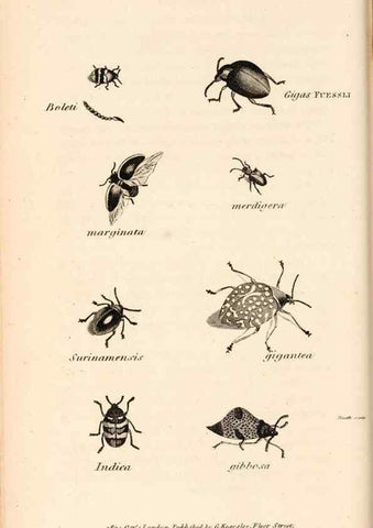 Reproducción/Reproduction 49827202766: General zoology, or Systematic natural history. London,Printed for G. Kearsley,1800-1826.. 