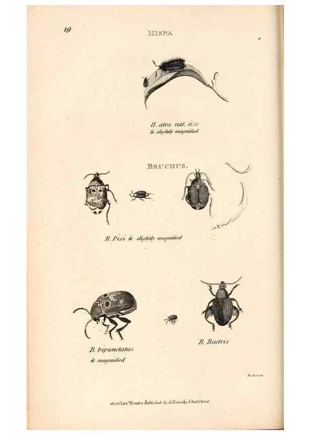 Reproducción/Reproduction 49827203171: General zoology, or Systematic natural history. London,Printed for G. Kearsley,1800-1826.. 
