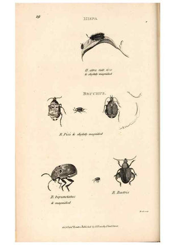 Reproducción/Reproduction 49827203171: General zoology, or Systematic natural history. London,Printed for G. Kearsley,1800-1826.. 