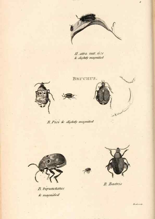 Reproducción/Reproduction 49827203171: General zoology, or Systematic natural history. London,Printed for G. Kearsley,1800-1826.. 