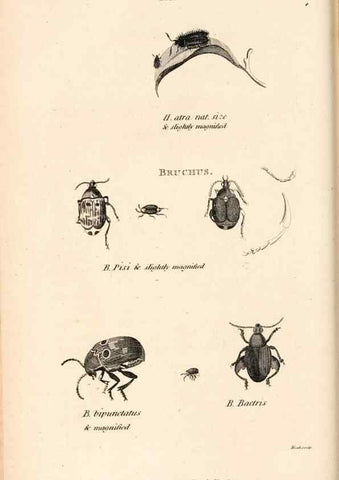 Reproducción/Reproduction 49827203171: General zoology, or Systematic natural history. London,Printed for G. Kearsley,1800-1826.. 