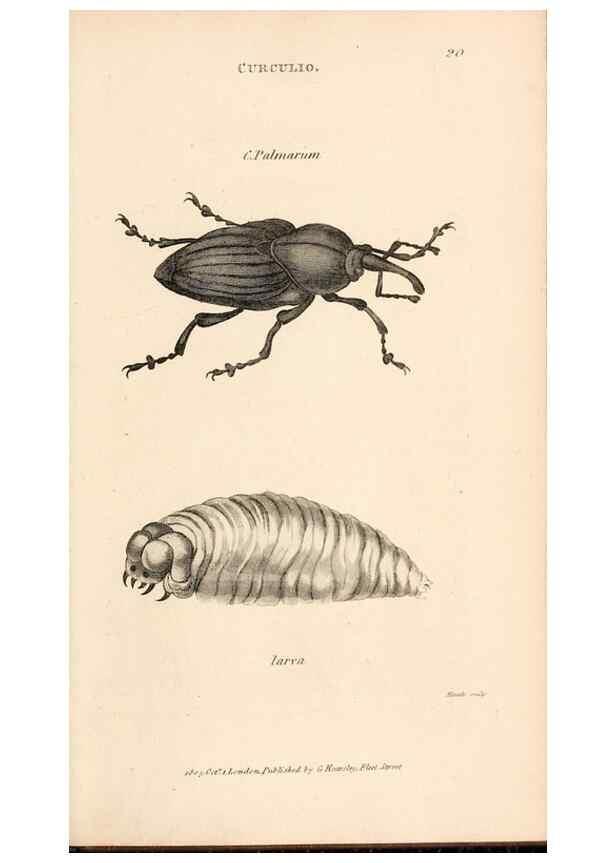 Reproducción/Reproduction 49826672093: General zoology, or Systematic natural history. London,Printed for G. Kearsley,1800-1826.. 