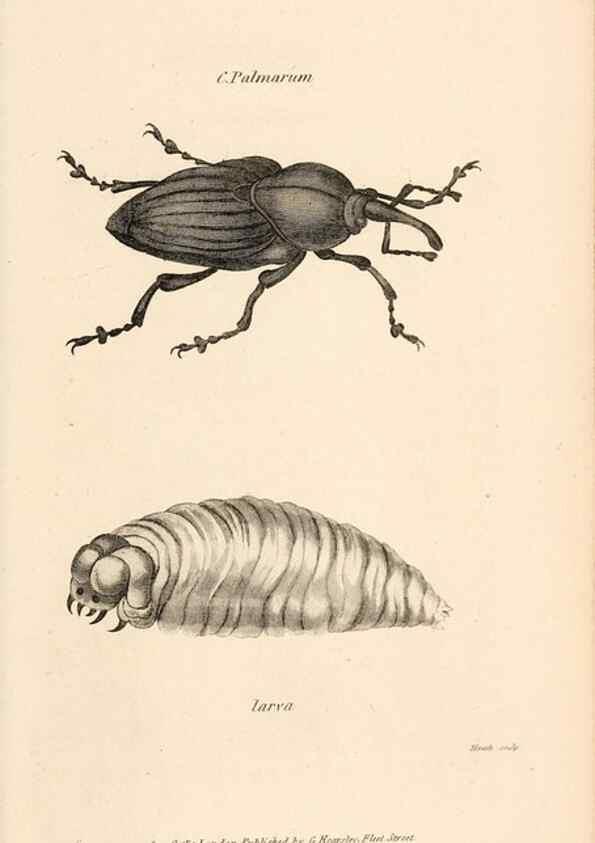 Reproducción/Reproduction 49826672093: General zoology, or Systematic natural history. London,Printed for G. Kearsley,1800-1826.. 