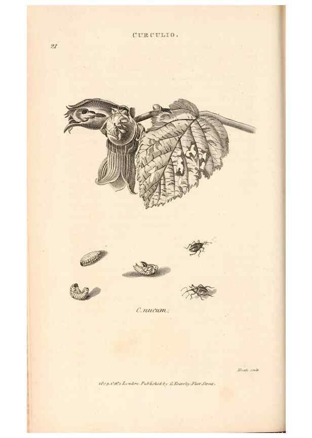 Reproducción/Reproduction 49826672528: General zoology, or Systematic natural history. London,Printed for G. Kearsley,1800-1826.. 