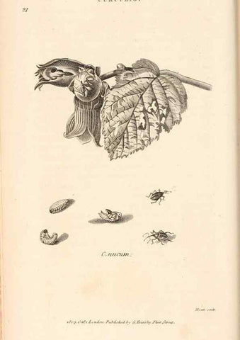 Reproducción/Reproduction 49826672528: General zoology, or Systematic natural history. London,Printed for G. Kearsley,1800-1826.. 