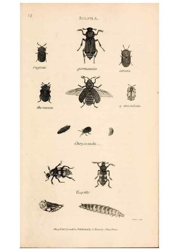 Reproducción/Reproduction 49827201366: General zoology, or Systematic natural history. London,Printed for G. Kearsley,1800-1826.. 