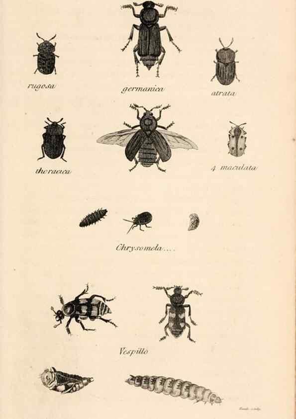 Reproducción/Reproduction 49827201366: General zoology, or Systematic natural history. London,Printed for G. Kearsley,1800-1826.. 