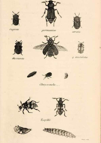 Reproducción/Reproduction 49827201366: General zoology, or Systematic natural history. London,Printed for G. Kearsley,1800-1826.. 