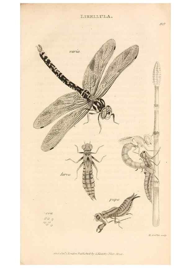 Reproducción/Reproduction 49829326158: General zoology, or Systematic natural history. London,Printed for G. Kearsley,1800-1826.. 