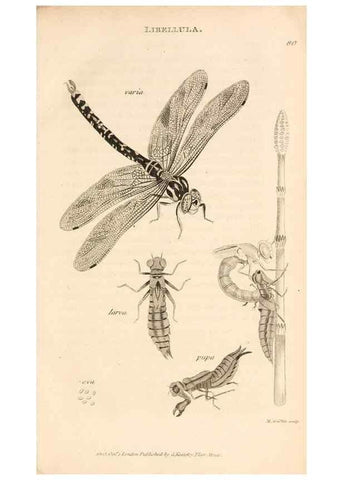 Reproducción/Reproduction 49829326158: General zoology, or Systematic natural history. London,Printed for G. Kearsley,1800-1826.. 