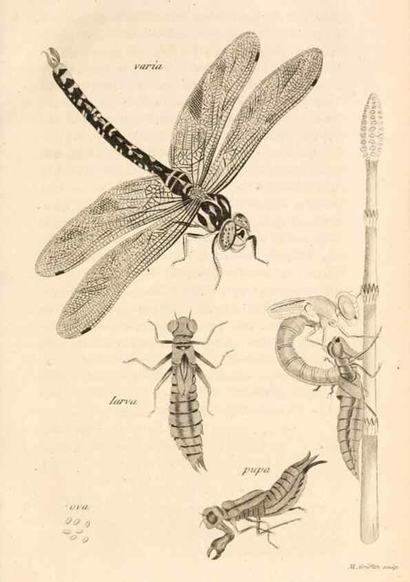 Reproducción/Reproduction 49829326158: General zoology, or Systematic natural history. London,Printed for G. Kearsley,1800-1826.. 