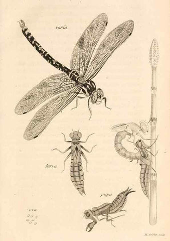 Reproducción/Reproduction 49829326158: General zoology, or Systematic natural history. London,Printed for G. Kearsley,1800-1826.. 