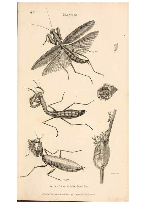 Reproducción/Reproduction 49827210661: General zoology, or Systematic natural history. London,Printed for G. Kearsley,1800-1826.. 