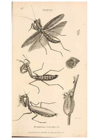 Reproducción/Reproduction 49827210661: General zoology, or Systematic natural history. London,Printed for G. Kearsley,1800-1826.. 