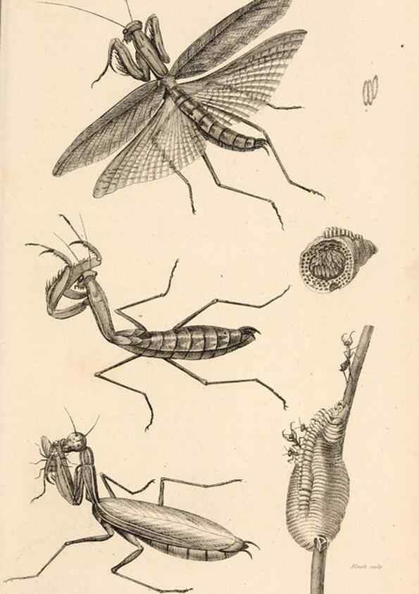 Reproducción/Reproduction 49827210661: General zoology, or Systematic natural history. London,Printed for G. Kearsley,1800-1826.. 