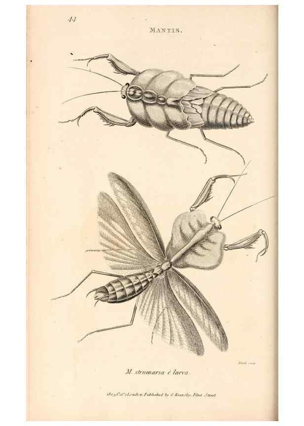 Reproducción/Reproduction 49826679978: General zoology, or Systematic natural history. London,Printed for G. Kearsley,1800-1826.. 