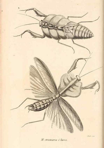 Reproducción/Reproduction 49826679978: General zoology, or Systematic natural history. London,Printed for G. Kearsley,1800-1826.. 
