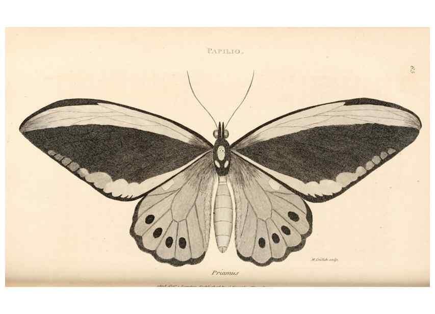 Reproducción/Reproduction 49827532667: General zoology, or Systematic natural history. London,Printed for G. Kearsley,1800-1826.. 