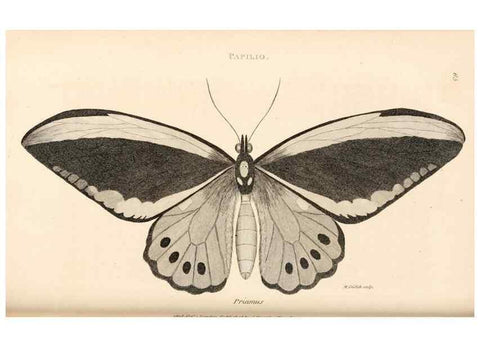 Reproducción/Reproduction 49827532667: General zoology, or Systematic natural history. London,Printed for G. Kearsley,1800-1826.. 