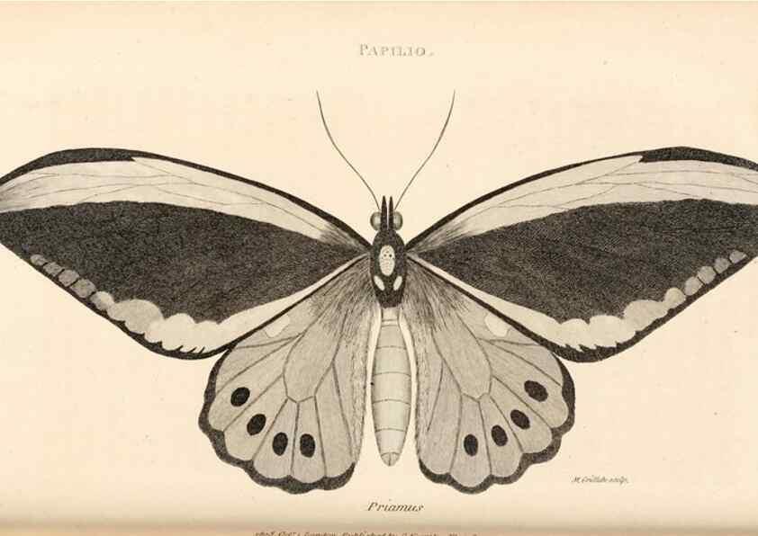 Reproducción/Reproduction 49827532667: General zoology, or Systematic natural history. London,Printed for G. Kearsley,1800-1826.. 