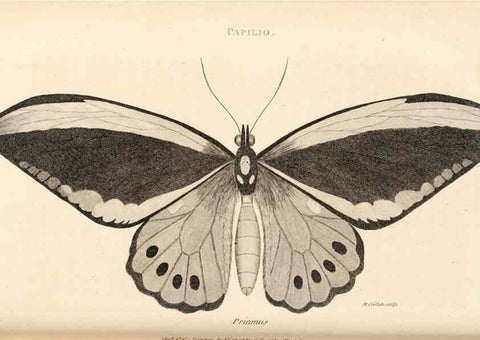Reproducción/Reproduction 49827532667: General zoology, or Systematic natural history. London,Printed for G. Kearsley,1800-1826.. 