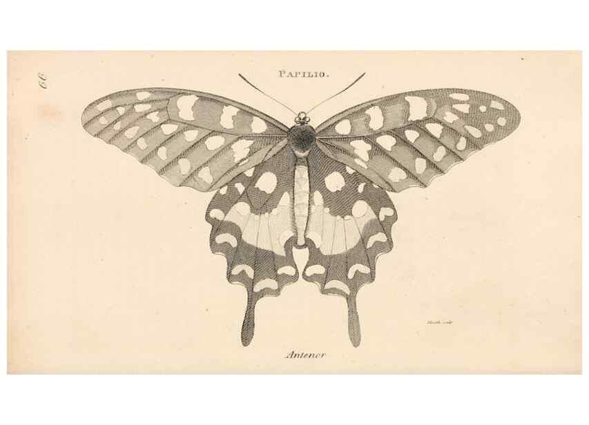 Reproducción/Reproduction 49826687178: General zoology, or Systematic natural history. London,Printed for G. Kearsley,1800-1826.. 