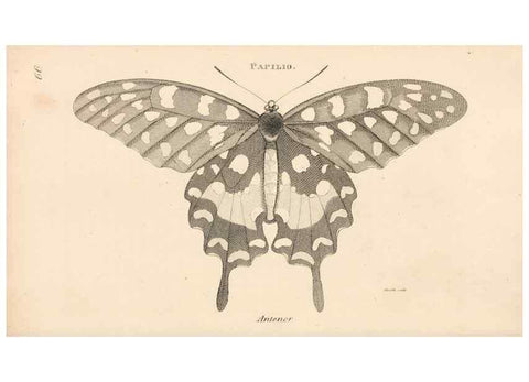 Reproducción/Reproduction 49826687178: General zoology, or Systematic natural history. London,Printed for G. Kearsley,1800-1826.. 