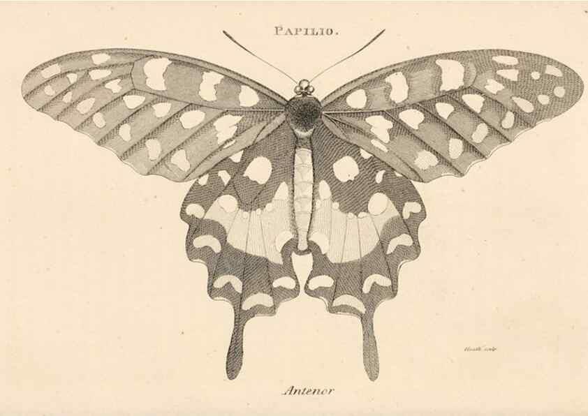 Reproducción/Reproduction 49826687178: General zoology, or Systematic natural history. London,Printed for G. Kearsley,1800-1826.. 
