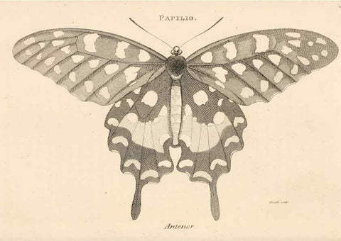 Reproducción/Reproduction 49826687178: General zoology, or Systematic natural history. London,Printed for G. Kearsley,1800-1826.. 