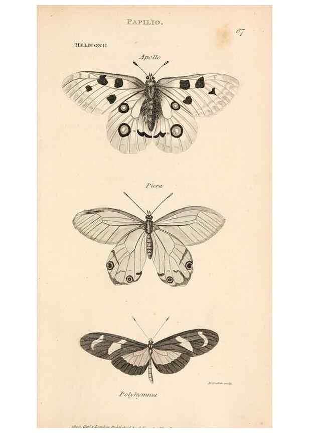 Reproducción/Reproduction 49827533197: General zoology, or Systematic natural history. London,Printed for G. Kearsley,1800-1826.. 